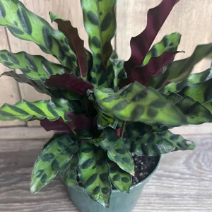Rattlesnake Plant Calathea lancifolia Live Houseplant – 6" Pot – Indoor - Image 1