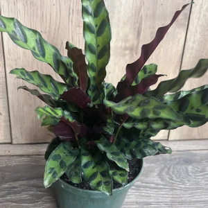 Rattlesnake Plant Calathea lancifolia Live Houseplant – 6