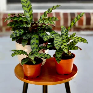 Rattlesnake Plant Live Calathea Lancifolia - Potted Houseplant, Air Purifier, Low Light - Image 5