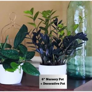 Raven ZZ Plant – Live Indoor Houseplant – Zamioculcas Zamiifolia – Rare Black Foliage - Image 2