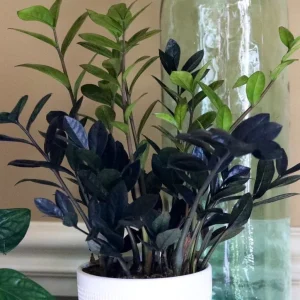 Raven ZZ Plant – Live Indoor Houseplant – Zamioculcas Zamiifolia – Rare Black Foliage - Image 1