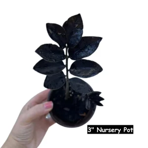 Raven ZZ Plant – Live Indoor Houseplant – Zamioculcas Zamiifolia – Rare Black Foliage - Image 4