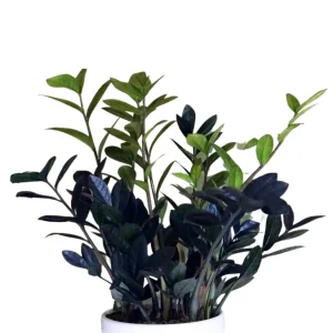 Raven ZZ Plant – Live Indoor Houseplant – Zamioculcas Zamiifolia – Rare Black Foliage - Image 7