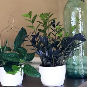 Raven ZZ Plant – Live Plant – 6 inch Pot – Black Zamioculcas Zamiifolia – Indoor - Image 2