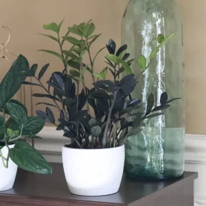 Raven ZZ Plant – Live Plant – 6 inch Pot – Black Zamioculcas Zamiifolia – Indoor - Image 3