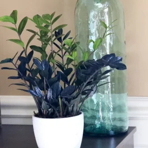 Raven ZZ Plant – Live Plant – 6 inch Pot – Black Zamioculcas Zamiifolia – Indoor - Image 4