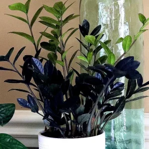 Raven ZZ Plant – Zamioculcas Zamiifolia – Rare Indoor Live Houseplant - Image 1