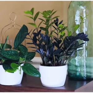 Raven ZZ Plant – Zamioculcas Zamiifolia – Rare Indoor Live Houseplant - Image 4
