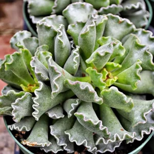 Ravioli Plant (Adromischus cristatus) Live Succulent - 2 Pack 2" Pots - Easy Care - Image 2