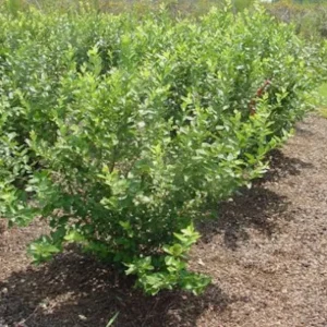 Rebel Blueberry Live Plant – 5 Starter Plugs – Southern Highbush for Warm Climates - Image 3