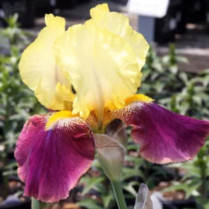 Reblooming Bearded Iris Bare Root – Yellow & Burgundy Fragrant Outdoor Plant – Zones 3-10 - Image 2