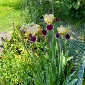 Reblooming Bearded Iris Bare Root – Yellow & Burgundy Fragrant Outdoor Plant – Zones 3-10 - Image 3