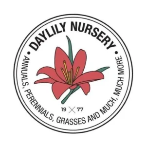 Reblooming Bearded Iris Bare Root – Yellow & Burgundy Fragrant Outdoor Plant – Zones 3-10 - Image 4