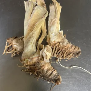 Reblooming Bearded Iris Bare Root – Yellow & Burgundy Fragrant Outdoor Plant – Zones 3-10 - Image 5