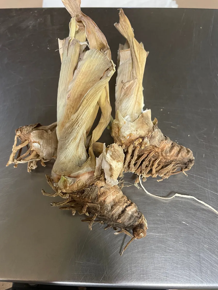 Reblooming Bearded Iris Bareroot - Lavender Flowers, Iris germanica, Outdoor Perennial - Image 3