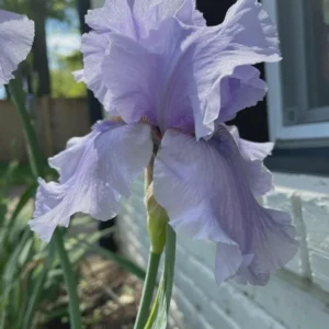 Reblooming Bearded Iris Bareroot - Lavender Flowers, Iris germanica, Outdoor Perennial - Image 1