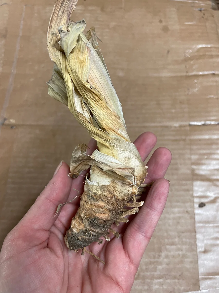 Reblooming Bearded Iris Bareroot - Lavender Flowers, Iris germanica, Outdoor Perennial - Image 4