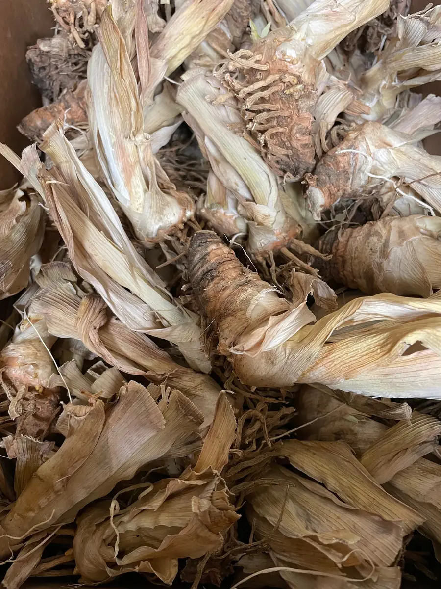 Reblooming Bearded Iris Bareroot - Lavender Flowers, Iris germanica, Outdoor Perennial - Image 5