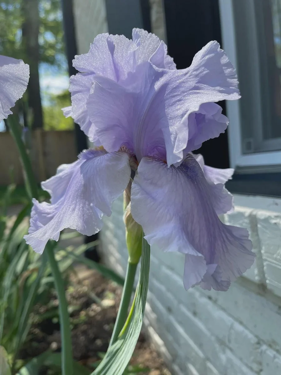 Reblooming Bearded Iris Bareroot - Lavender Flowers, Iris germanica, Outdoor Perennial - Image 1