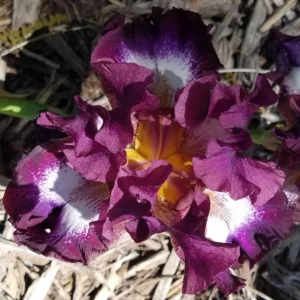 Reblooming Iris Bareroot - Speckled Plum & Purple Flowers - Hardy Zones 3-10 Outdoor Plant - Image 2