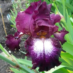 Reblooming Iris Bareroot - Speckled Plum & Purple Flowers - Hardy Zones 3-10 Outdoor Plant - Image 1