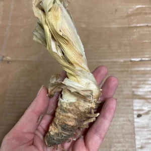 Reblooming Iris Bareroot - Speckled Plum & Purple Flowers - Hardy Zones 3-10 Outdoor Plant - Image 5