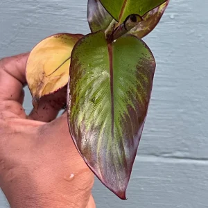 Red Abyssinian Banana Live Plant (Ensete maurelii) 6-9 in Tall Tropical Foliage - Image 2