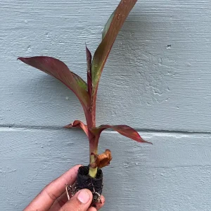 Red Abyssinian Banana Live Plant (Ensete maurelii) 6-9 in Tall Tropical Foliage - Image 3