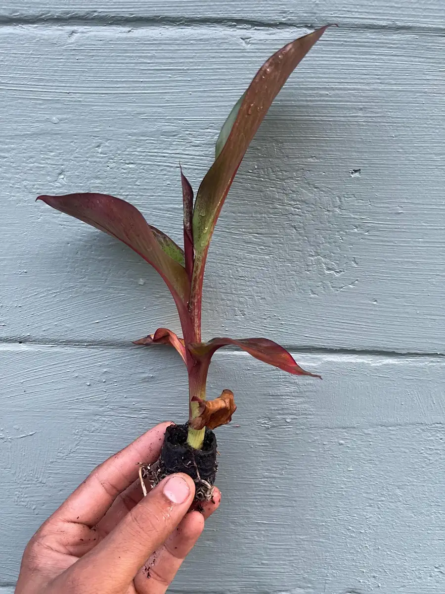 Red Abyssinian Banana Live Plant (Ensete maurelii) 6-9 in Tall Tropical Foliage - Image 3