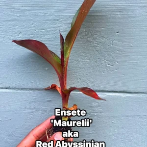 Red Abyssinian Banana Live Plant (Ensete maurelii) 6-9 in Tall Tropical Foliage - Image 1