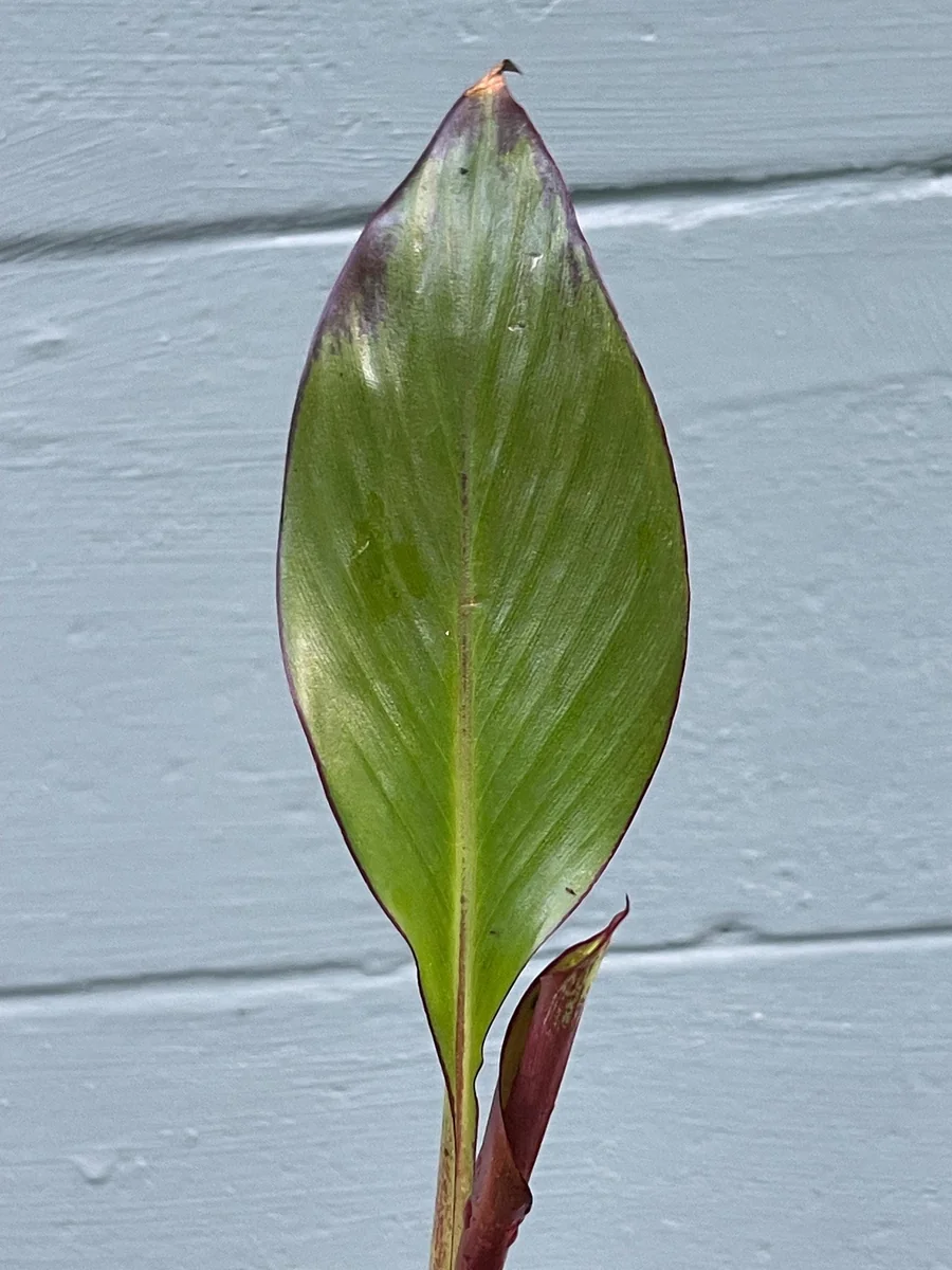Red Abyssinian Banana Live Plant (Ensete maurelii) 6-9 in Tall Tropical Foliage - Image 4