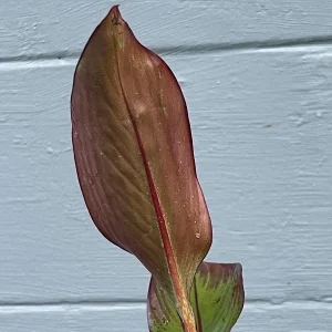 Red Abyssinian Banana Live Plant (Ensete maurelii) 6-9 in Tall Tropical Foliage - Image 5