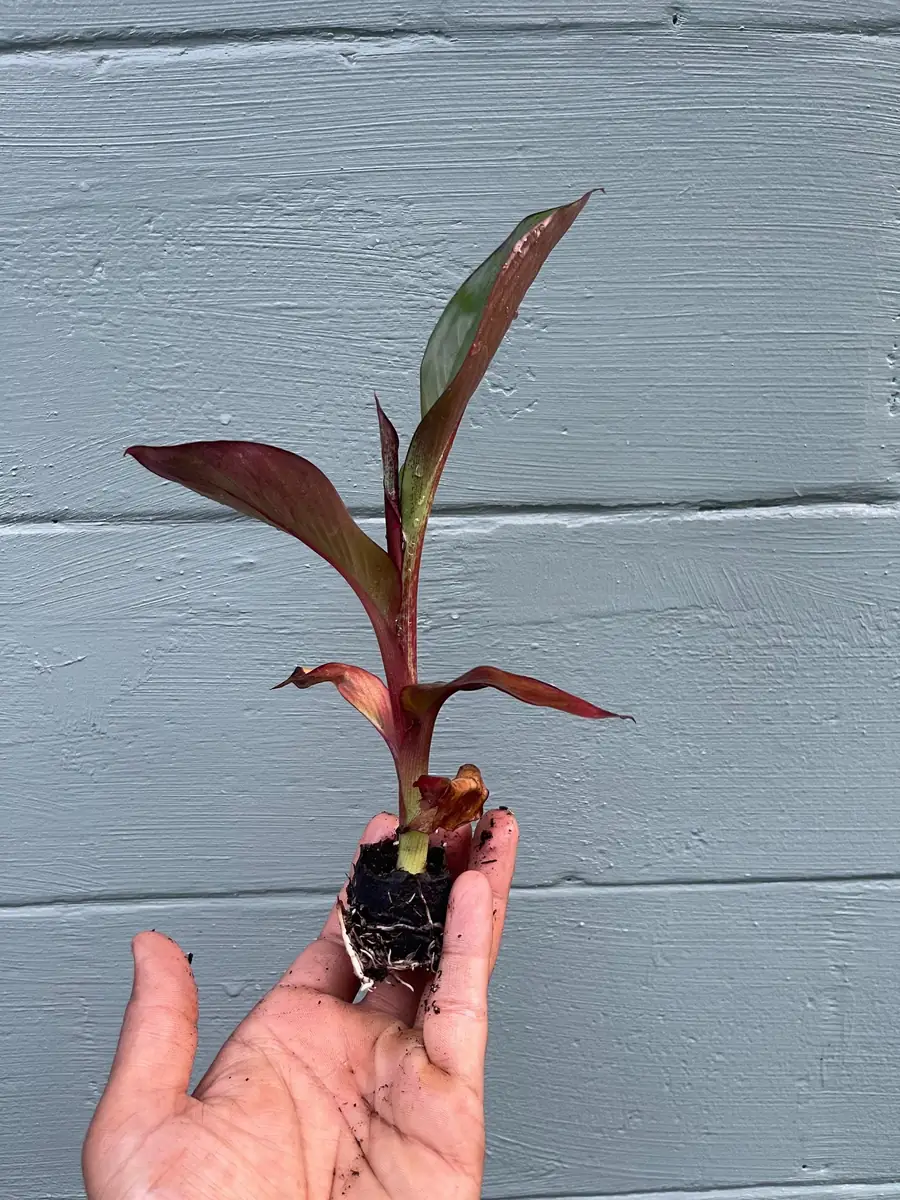 Red Abyssinian Banana Live Plant (Ensete maurelii) 6-9 in Tall Tropical Foliage - Image 6