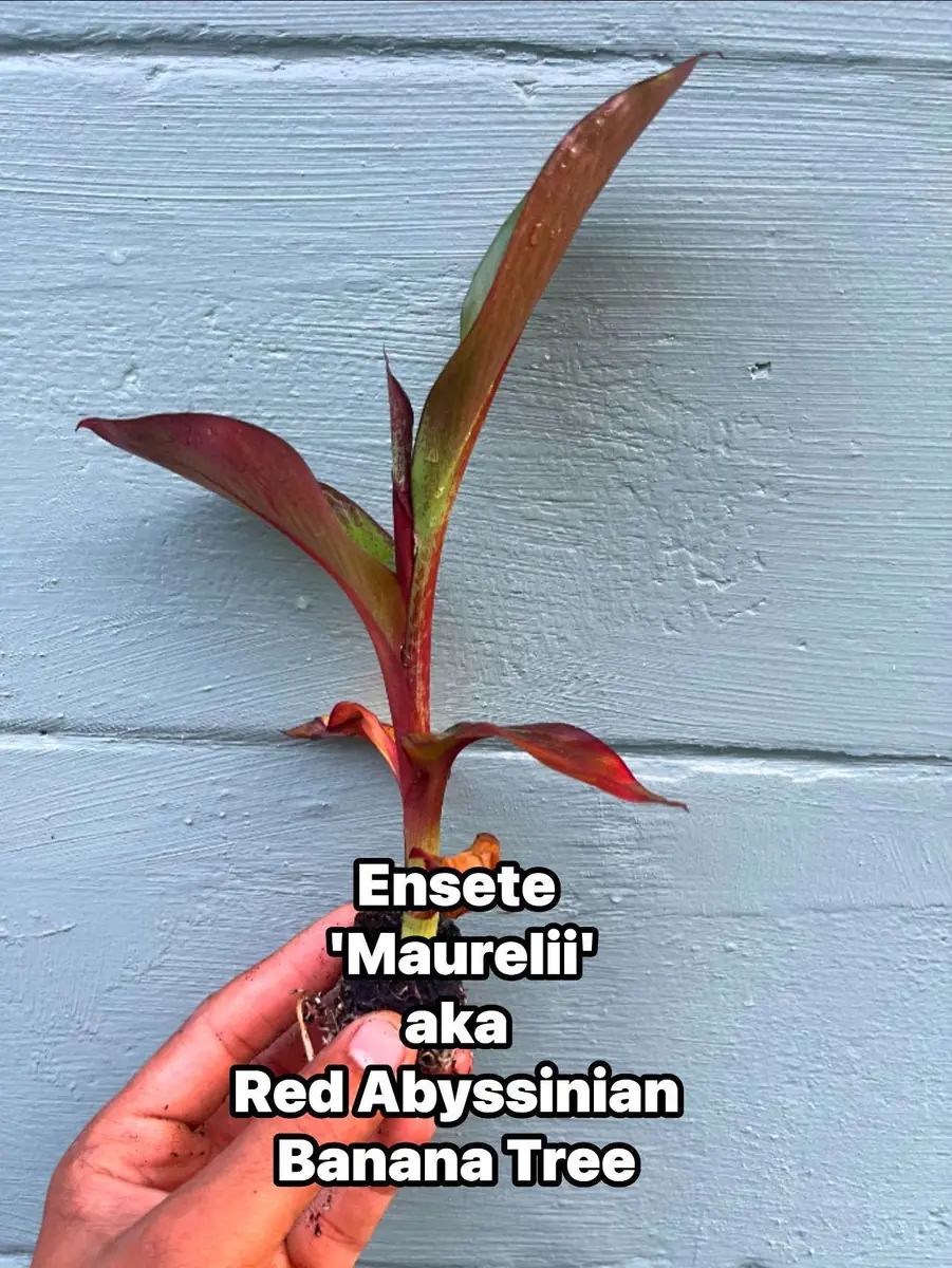 Red Abyssinian Banana Live Plant (Ensete maurelii) 6-9 in Tall Tropical Foliage - Image 1