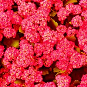 Red Alyssum Seeds - Sweet Carpet Flower Seeds - Perennial, Very Easy - Image 3