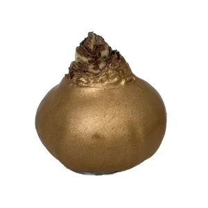 Red Amaryllis Bulb – Waxed No-Water Jumbo Easy Grow – Holiday Blooms - Image 2