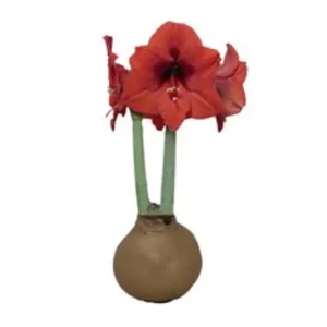 Red Amaryllis Bulb – Waxed No-Water Jumbo Easy Grow – Holiday Blooms - Image 1