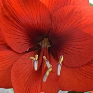 Red Amaryllis Bulb – Waxed No-Water Jumbo Easy Grow – Holiday Blooms - Image 4