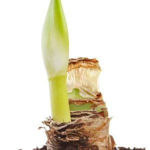 Red Amaryllis Growing Kit – Bulb, Pot, Soil – 30/32cm Bulb – Indoor Flowering - Image 4