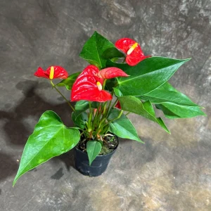Red Anthurium Live Plant - 4 inch Pot - Easy Care Flowering Houseplant - Image 2