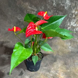 Red Anthurium Live Plant - 4 inch Pot - Easy Care Flowering Houseplant - Image 3