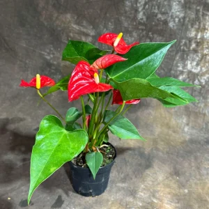 Red Anthurium Live Plant - 4 inch Pot - Easy Care Flowering Houseplant - Image 4