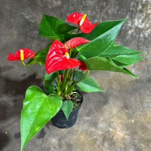 Red Anthurium Live Plant - 4 inch Pot - Easy Care Flowering Houseplant - Image 5