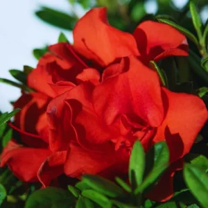 Red Azalea Rhododendron Live Plant – 4 Inch Pot – Outdoor Shrub - Image 3