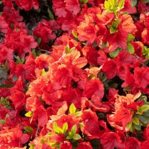 Red Azalea Rhododendron Live Plant – 4 Inch Pot – Outdoor Shrub - Image 4