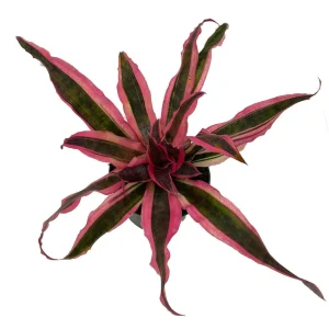 Red Baron Earth Star Plant - Cryptanthus Bromeliad Live Plant, 5 inch Pot, Indoor - Image 1