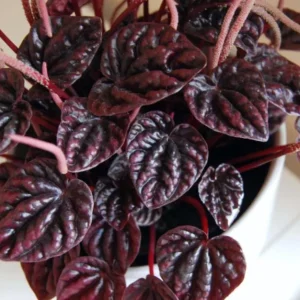 Red Beauty Peperomia Live Plant - Peperomia caperata 'Red Beauty' - 3-5" Tall, 2" Pot - Compact Indoor Houseplant - Image 2