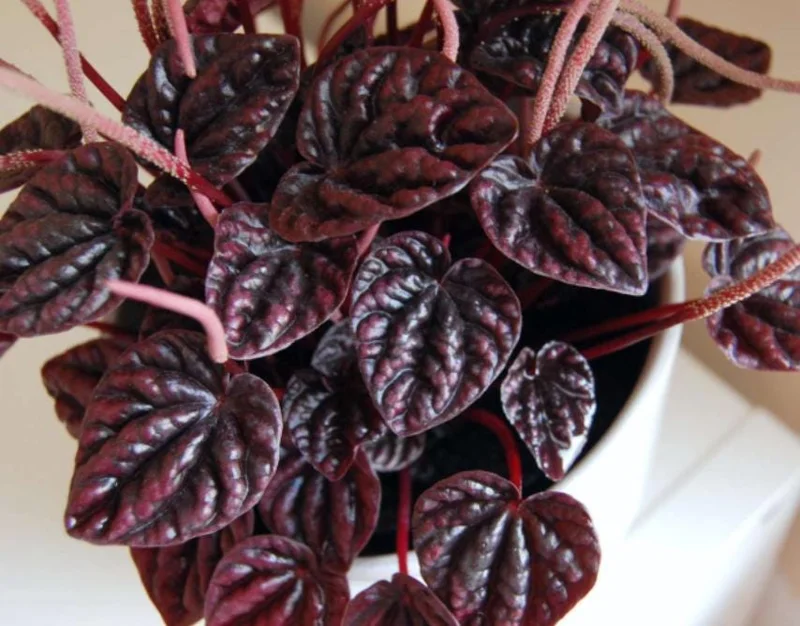 Red Beauty Peperomia Live Plant - Peperomia caperata 'Red Beauty' - 3-5" Tall, 2" Pot - Compact Indoor Houseplant - Image 2