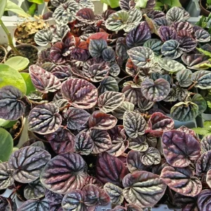 Red Beauty Peperomia Live Plant - Peperomia caperata 'Red Beauty' - 3-5