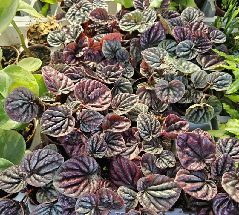 Red Beauty Peperomia Live Plant - Peperomia caperata 'Red Beauty' - 3-5" Tall, 2" Pot - Compact Indoor Houseplant - Image 4